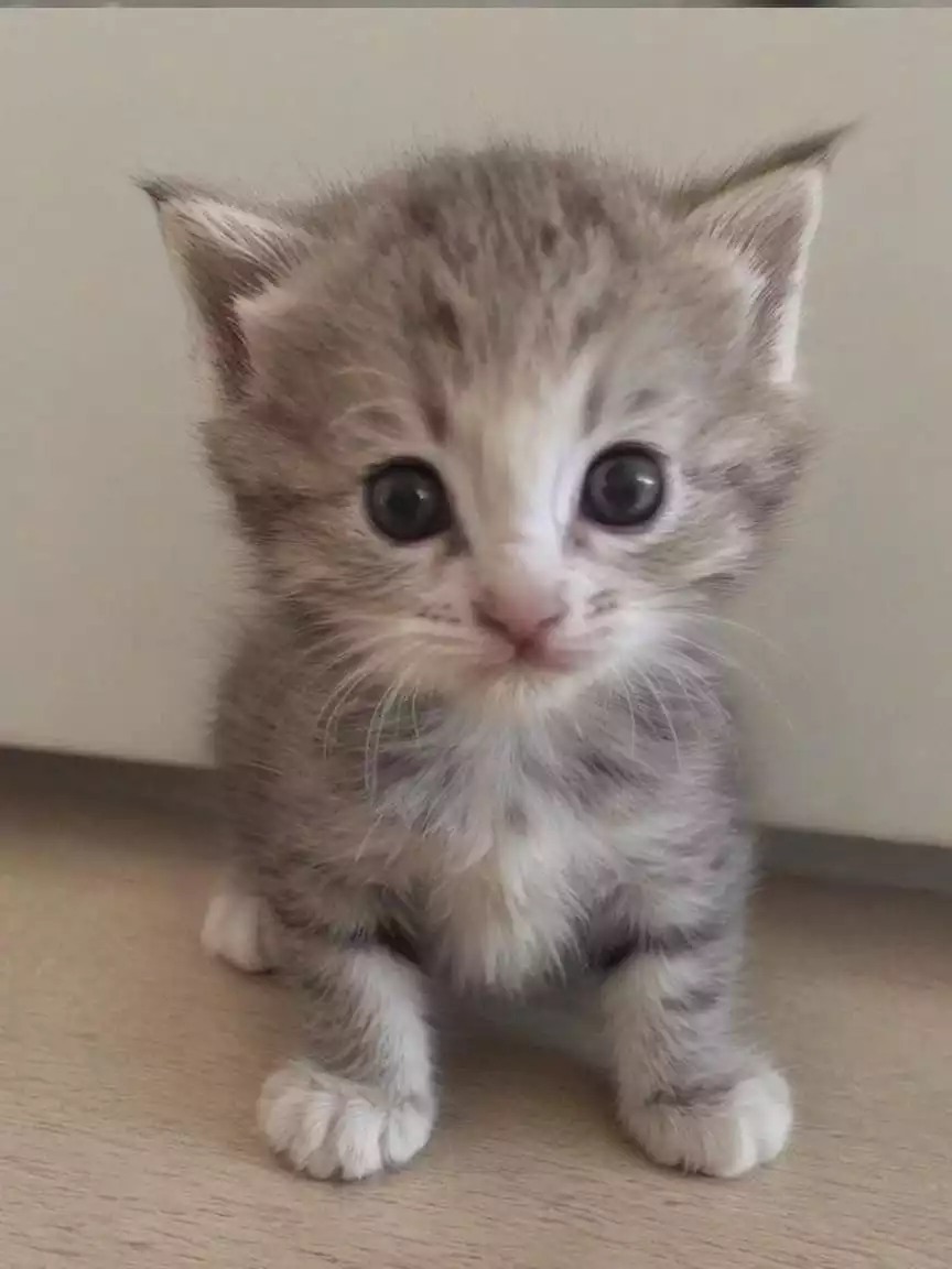 Simba