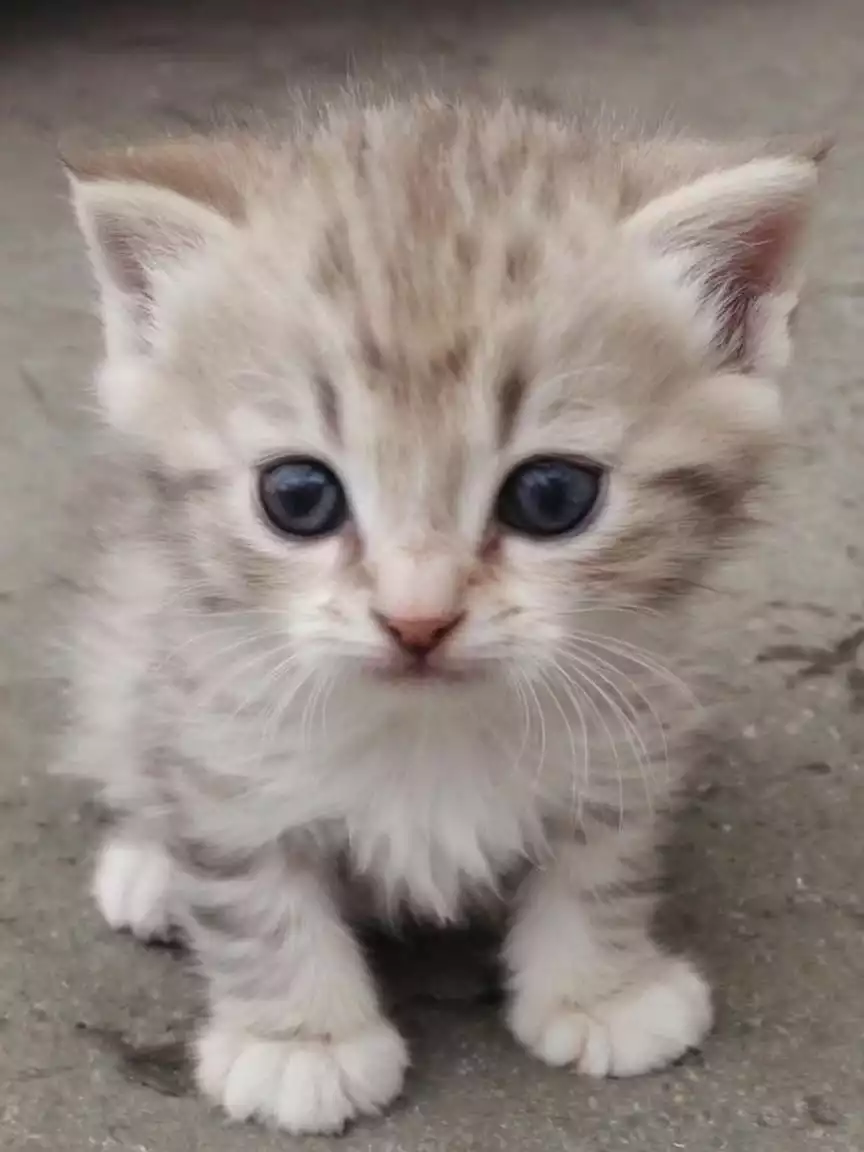 Nala